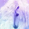 horse sicla - @tracycavalli - TikTok