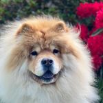Tracy Cavalli - @tracycavalli707 - Instagram