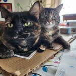 Tracy Collett - @tnt20003 - Instagram