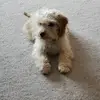Tracy Collingham - @tracy.collingham - TikTok