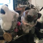 Tracy Cummins - @wolfsbaneswanderings - Instagram