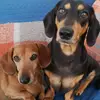 tracycummins1 - @tracycummins1 - TikTok