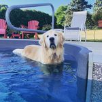 Tracy Dorsey - @gldnmom07 - Instagram