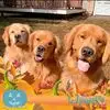 tracydorsey59 - @gldnmom07 - TikTok