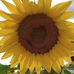 Tracy Downing - Facebook