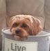 Tracy Driscoll - Facebook
