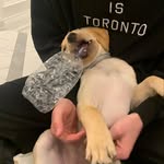 Tracy duda - @cock_adoodledoo3 - Instagram