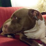 Tracy Dutton - @tracyjdutton - Instagram