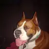 Tracy Earls60 - @doglover1230000 - TikTok