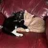 Tracie Eckhardt - @timetoadopt - TikTok