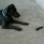 Tracy Hall Egan - @echo_the_dog12 - Instagram