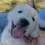 @tracy_englishgoldenretriever - Instagram