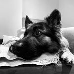 Tracy England - @rockythegshep_ - Instagram