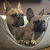 tracyexley895 - @princeleo_princessluna - TikTok