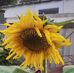 Tracy Farthing - Facebook