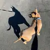 Tracy - @tracy.ferrara21 - TikTok