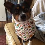 Tracy Few - @livingbyfaithhomestead - Instagram