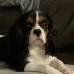 Tracy Fitch - @poethecavalier - Instagram