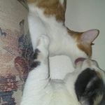 Tracy Flanders - @crazycatladytracy - Instagram