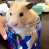 Tracy.Frank - @lempiyhdnhu - TikTok