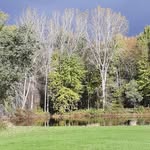 Tracy Fulton - @greydogmaplefarms - Instagram