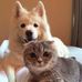 Tracy Gao - Facebook
