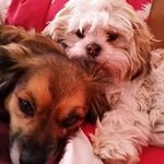 Tracy Gauntlett - @tracygauntlett - Instagram