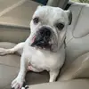 tracy_gentile - @tracy_gentile2 - TikTok