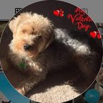 Tracy Grossman Hicks - @hickstracygrossman - Instagram