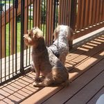 Tracy Grossman Hicks - @starnc01 - Instagram