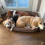 Tracy Parsons Grossman - @my3hounds - Instagram