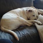 Tracy Halstead - @pitt_mama_83 - Instagram