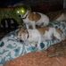 Tracy Harding - Facebook