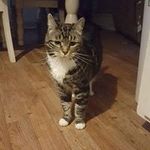 Tracy Harmon - @tigersmommy1966 - Instagram