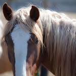 Tracy Harmon Scott - @steadfaststeedsmustangs - Instagram