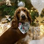Tracy Harry - @hunterandharlow_showcockers - Instagram