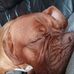 Tracy Hershaw - Facebook