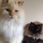 Tracy Hiller - @tracy.hiller.71 - Instagram