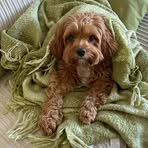 Tracy Hoare - Facebook