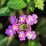 Tracy Hong - @tracyhcj7813 - Instagram
