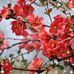 Tracy Hua - Facebook