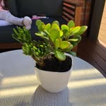 Tracy Hubert - @wholly_gastronomic - Instagram
