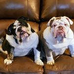 Tracy Inman - @house_of_bulldogz - Instagram