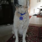 Tracey Innes - @innest - Instagram