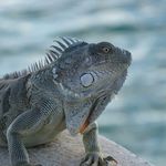 Tracy Jacobson - @mockpo - Instagram