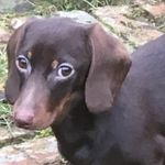 Tracy Jameson - @ralph_the_dashing_daschund - Instagram