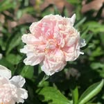Tracy Jameson - @tjams68 - Instagram