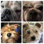 Tracy Jameson Powell - @zoeypetunia - Instagram