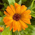 Tracy Martin Jester - @eat.love.grow.plants - Instagram