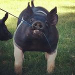Tracy Kehoe - @hogfarmer72 - Instagram